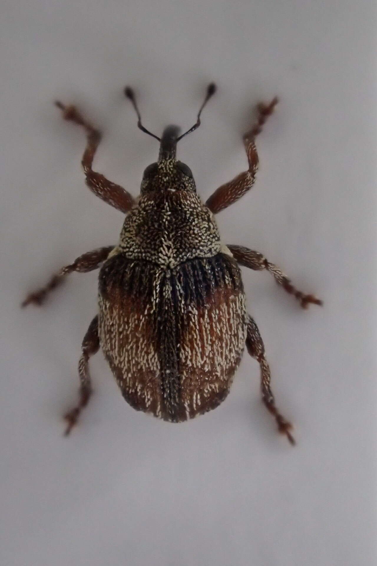 Coeliodes rana (Fabricius & J. C. 1787) resmi