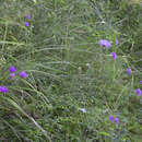 Image of Serratula coronata subsp. insularis (Iljin) Kitam.