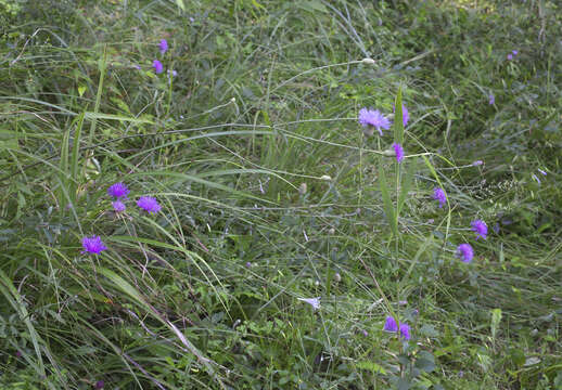 صورة Serratula coronata subsp. insularis (Iljin) Kitam.