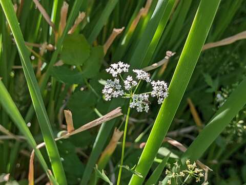 Berula erecta subsp. erecta resmi