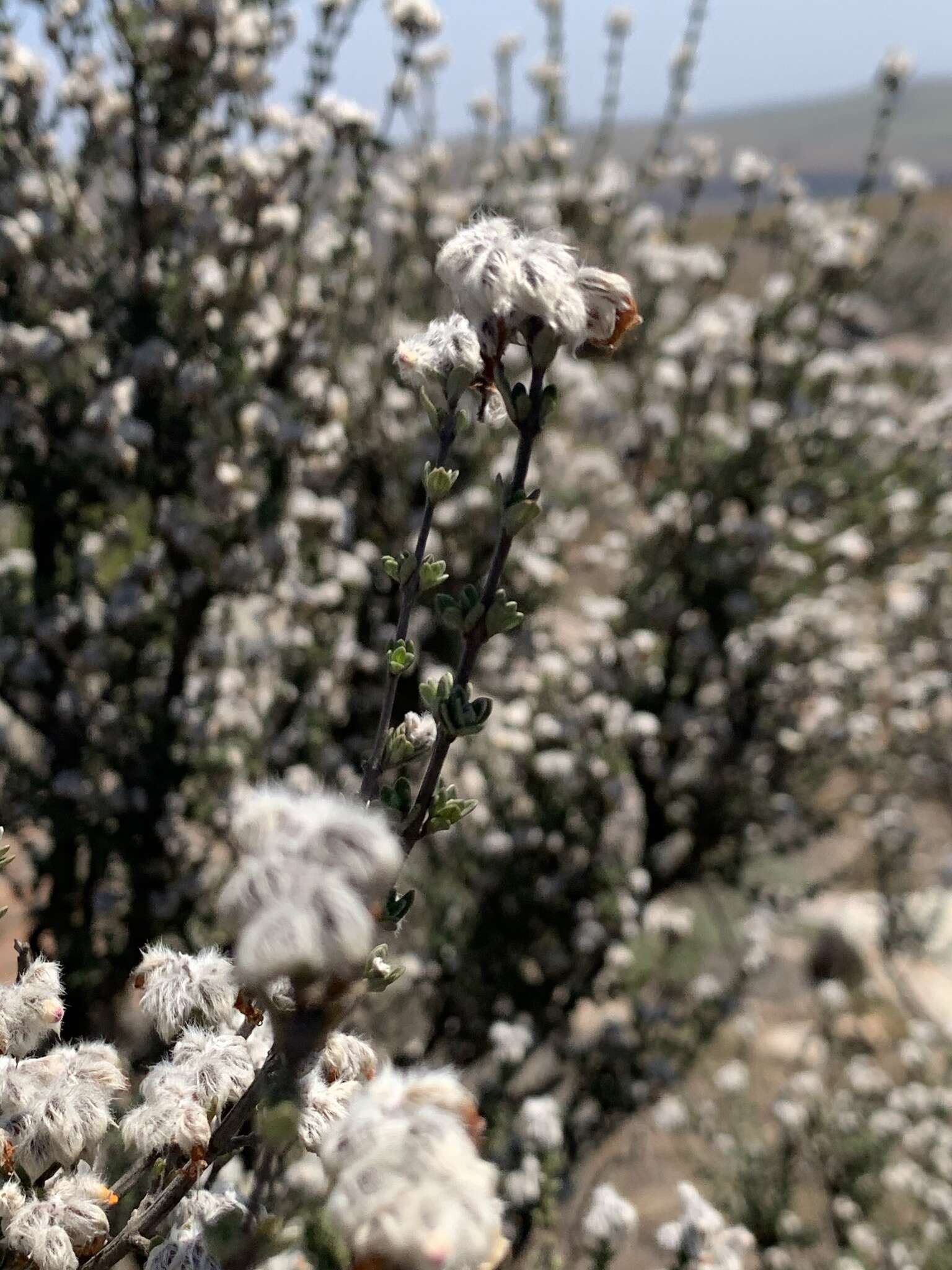 Image of Syncolostemon eriocephalus I. Verd.