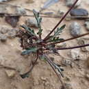 Image of Brassica repanda subsp. saxatilis (DC.) Heywood