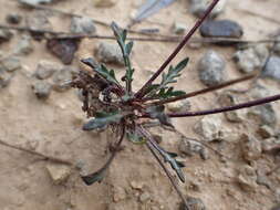 Image de Brassica repanda subsp. saxatilis (DC.) Heywood