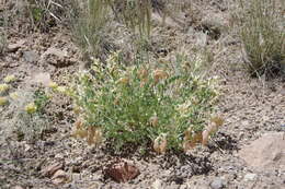 Image of Lavin's milkvetch