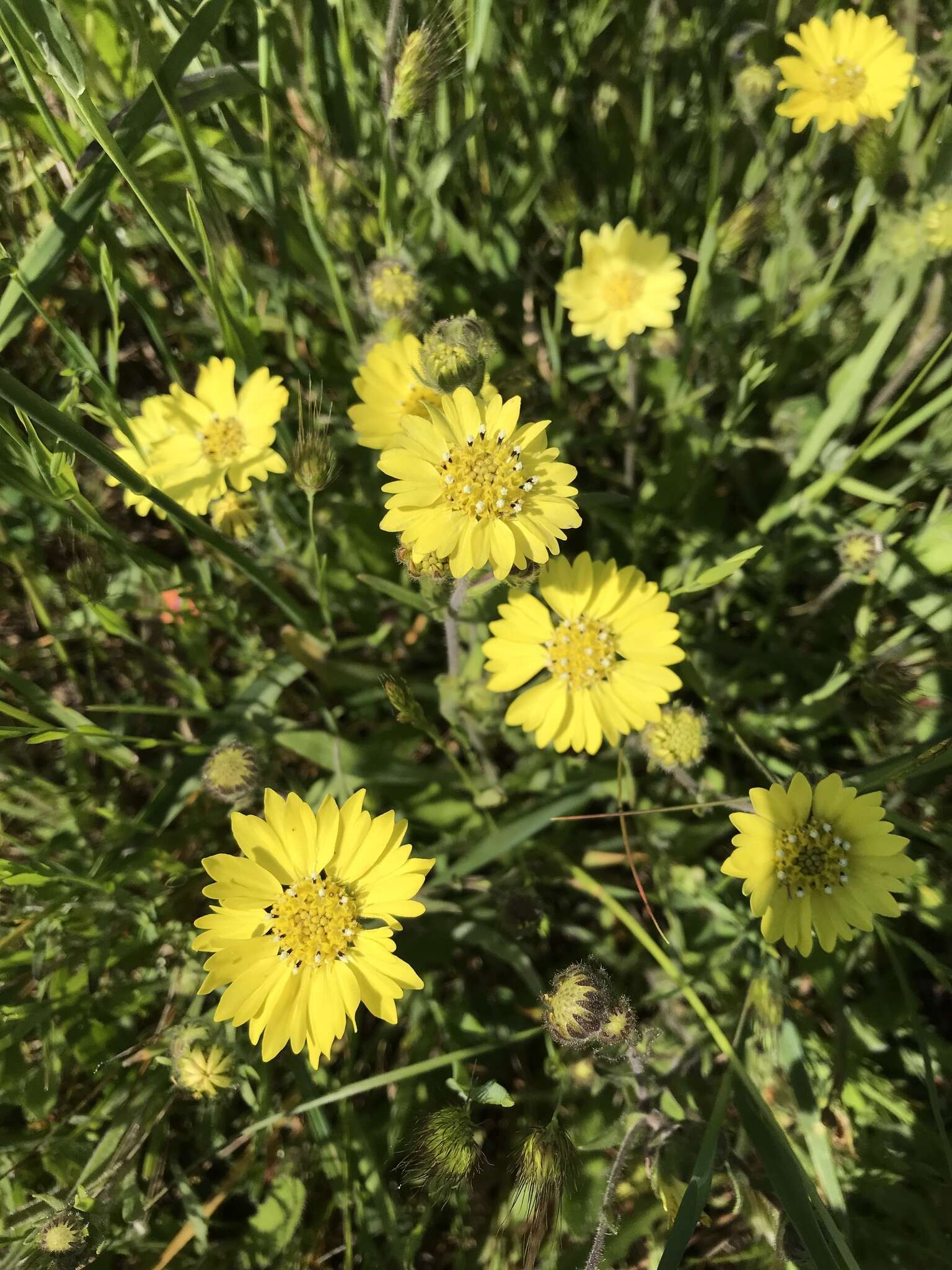 Image of hayfield tarweed