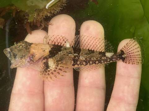 Image of Coralline sculpin