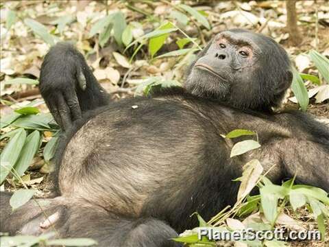 Image of Eastern Chimpanzee