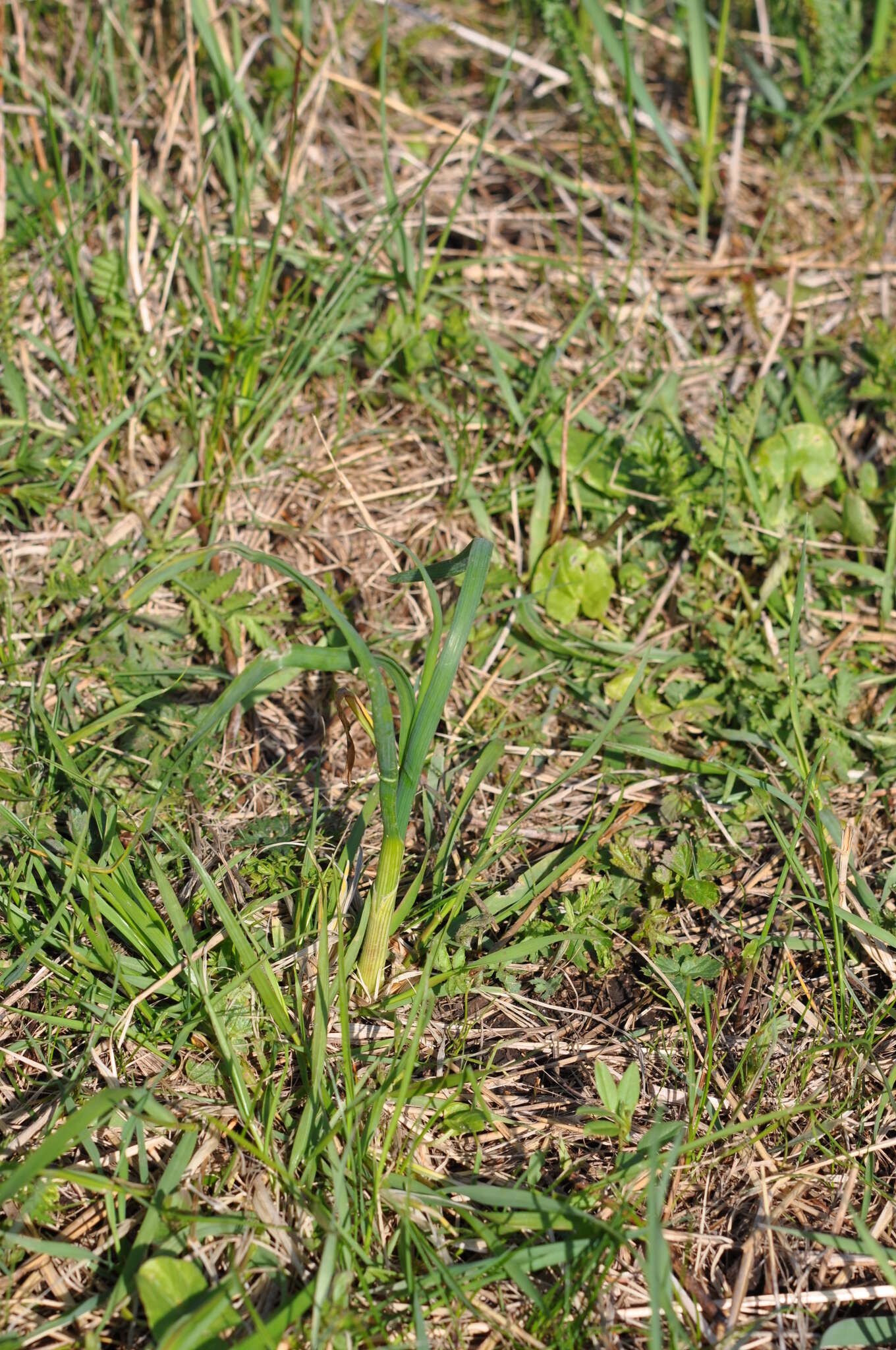 Image de Ail des jardins