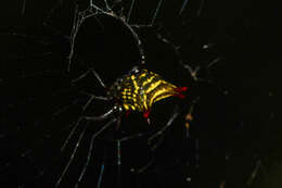 Image of Micrathena crassa (Keyserling 1864)