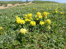 Imagem de Erysimum menziesii (Benth. & Hook. fil.) Wettst.