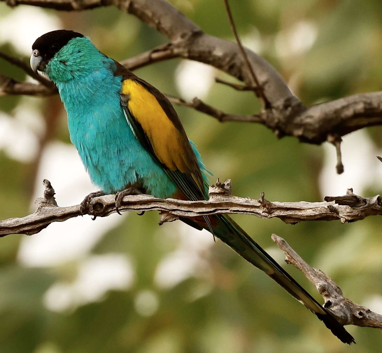 Image of Hooded Parrot