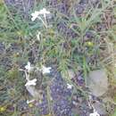 Plancia ëd Linaria nigricans Lange