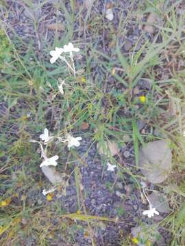 Plancia ëd Linaria nigricans Lange