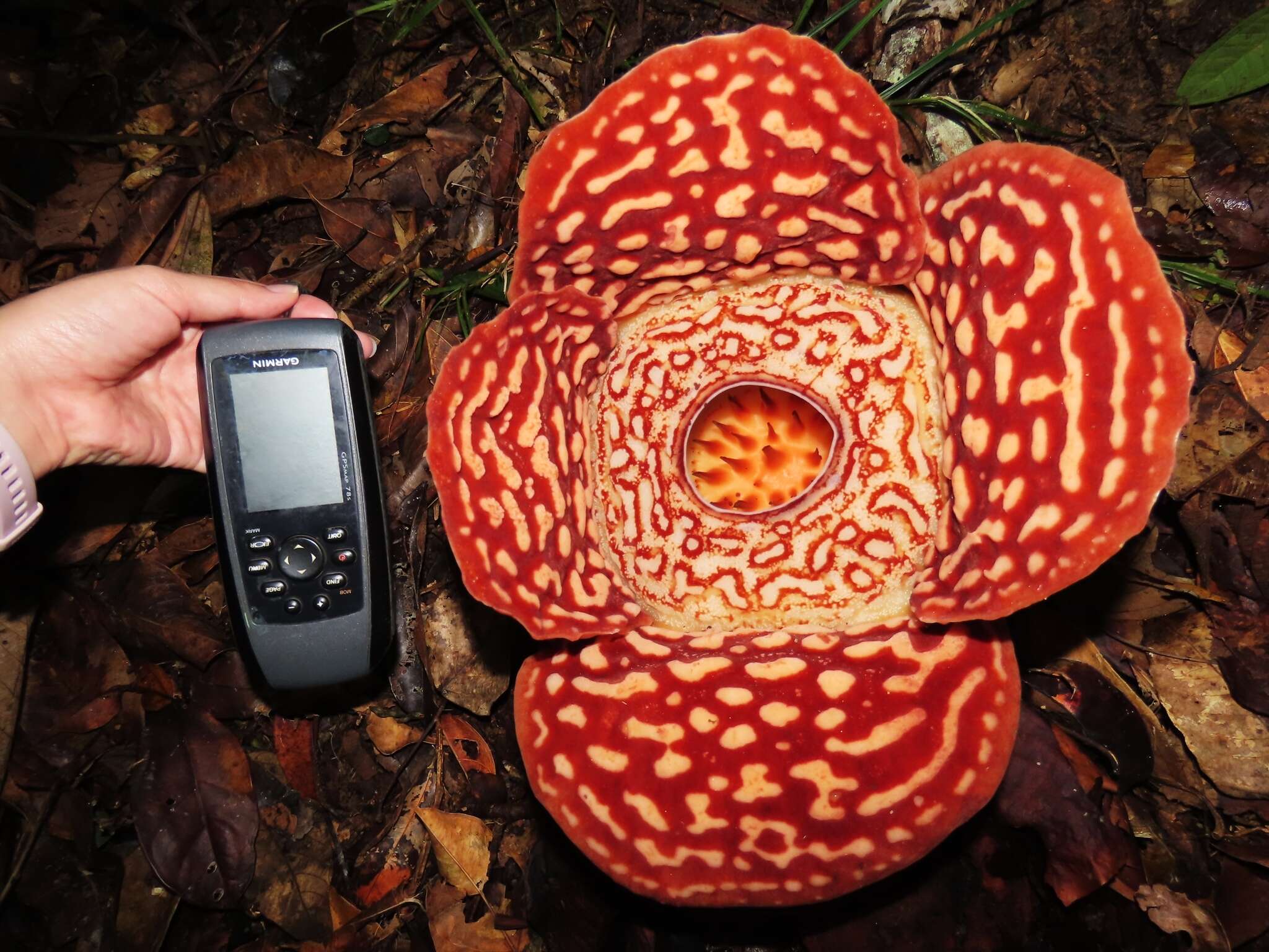 Image of Rafflesia pricei W. Meijer