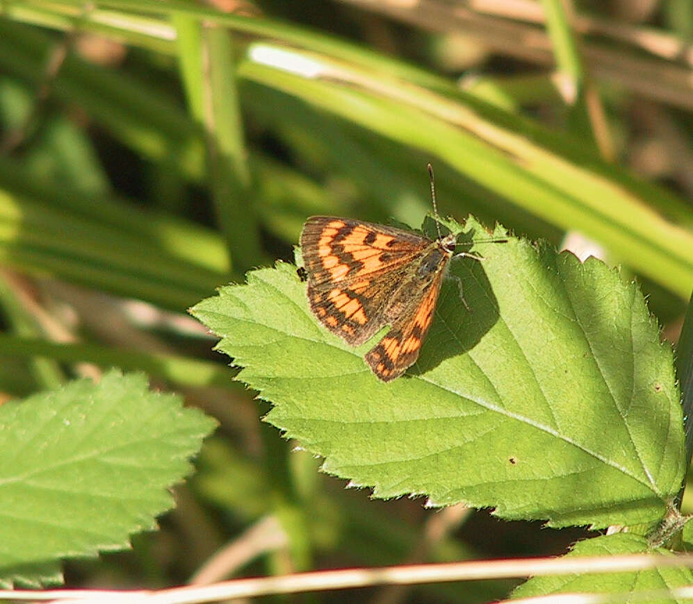 Слика од Lycaena rauparaha (Fereday 1877)