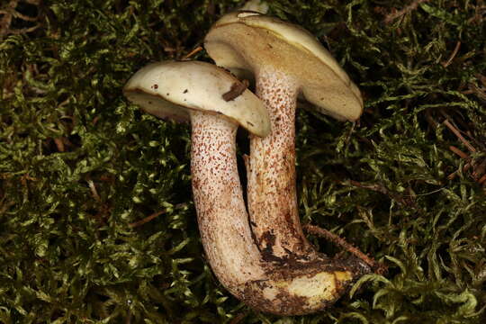 Image of Slippery white bolete