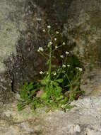 Image of Sedum fragrans H. 't Hart