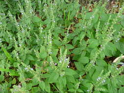 Sivun Scutellaria ovata subsp. bracteata (Benth.) Epling kuva