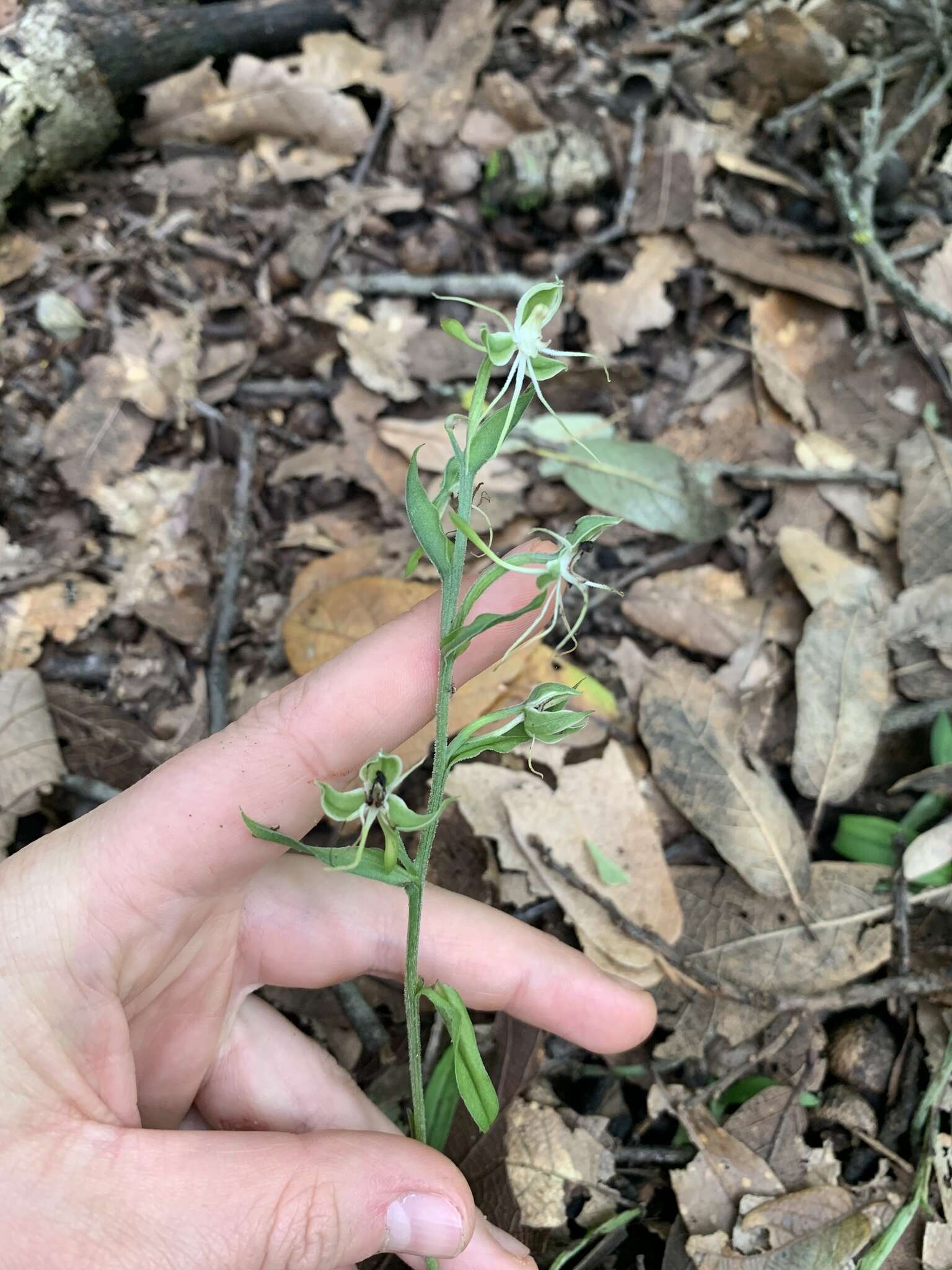 Image of Habenaria crassicornis Lindl.