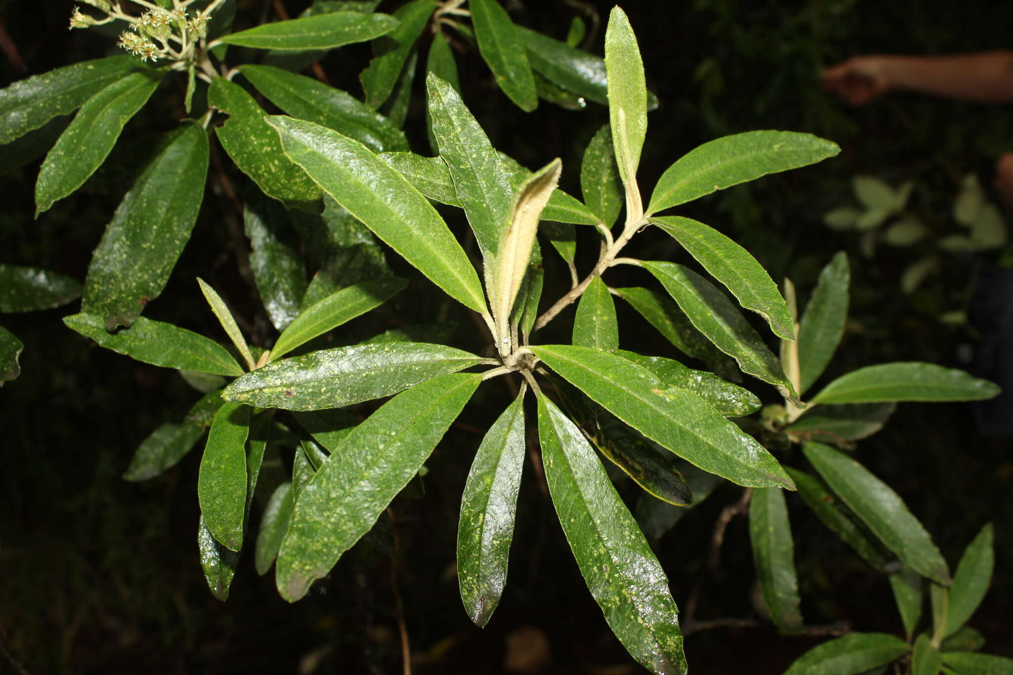 Image of Linochilus tenuifolius (Cuatrec.) Saldivia & O. M. Vargas