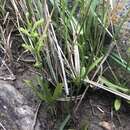 Image of Habenaria tridens Lindl.