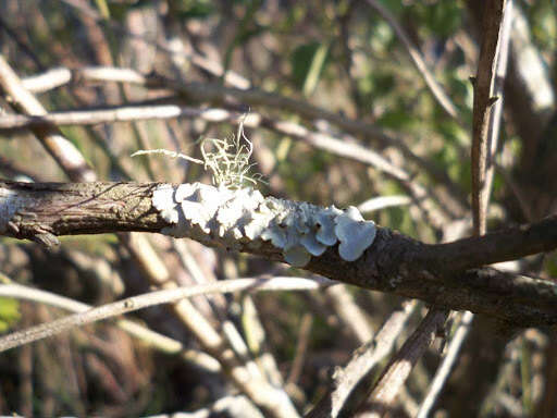 Imagem de Parmotrema austrosinense (Zahlbr.) Hale