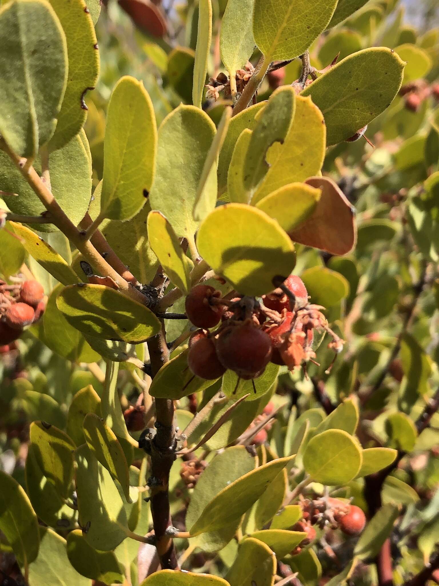 Imagem de Arctostaphylos glandulosa subsp. gabrielensis (P. V. Wells) J. E. Keeley, M. C. Vasey & V. T. Parker