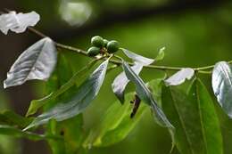 Imagem de Prunus tuberculata Koehne