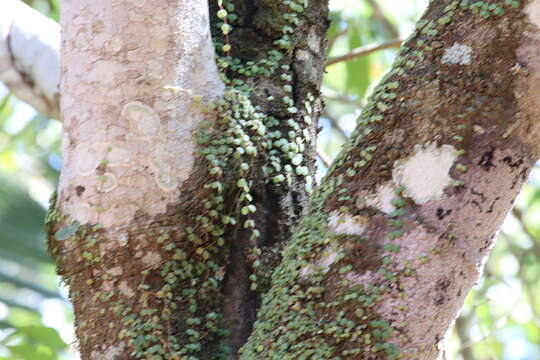 Image of Peperomia circinnata Link