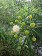 Image de Cephalanthus salicifolius Humb. & Bonpl.