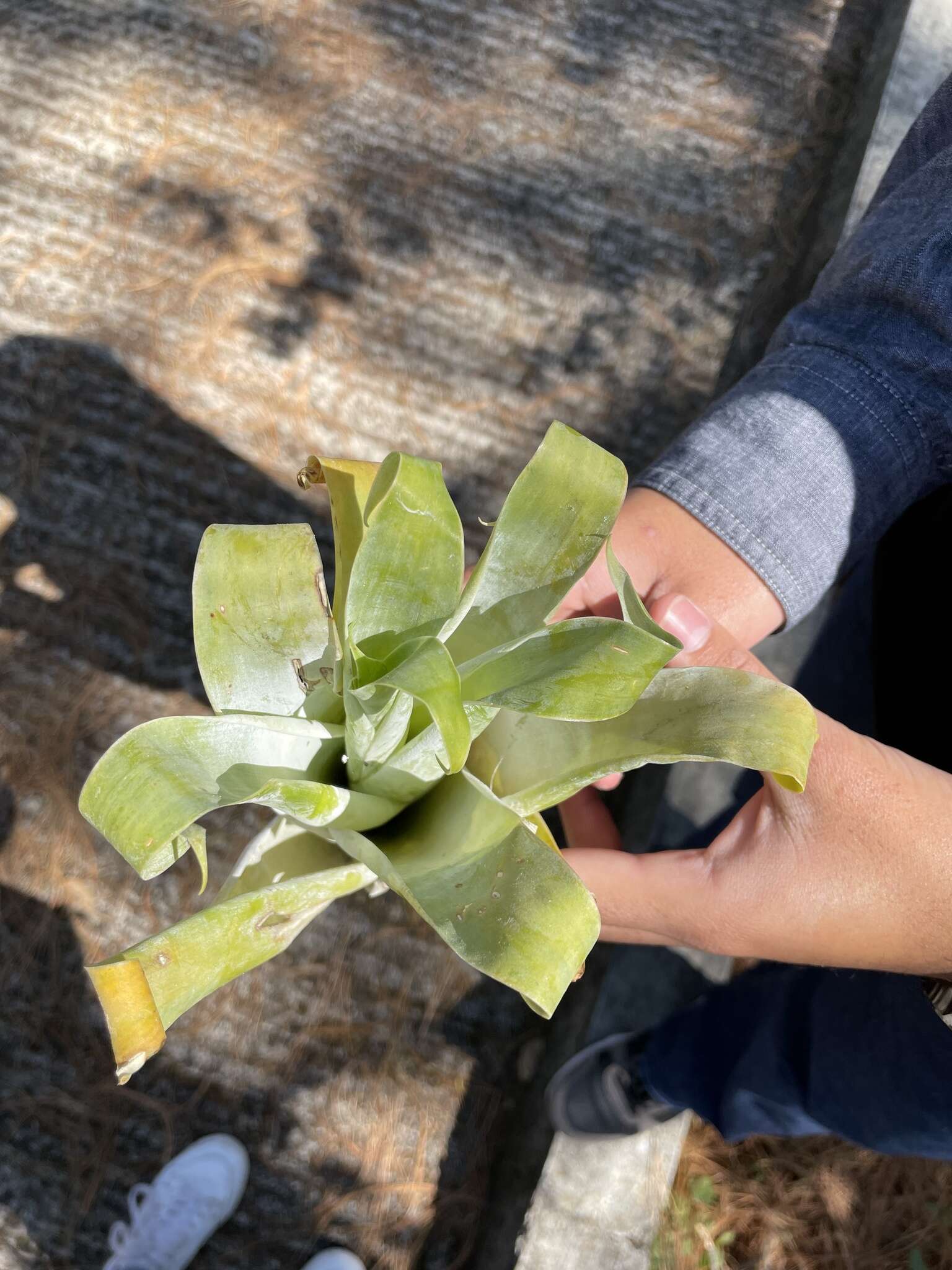 Image of Catopsis occulta Mart.-Correa, Espejo & López-Ferr.