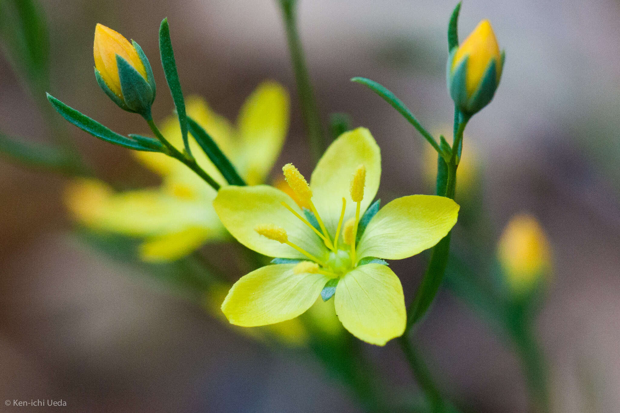 Image of Brewer's dwarf-flax
