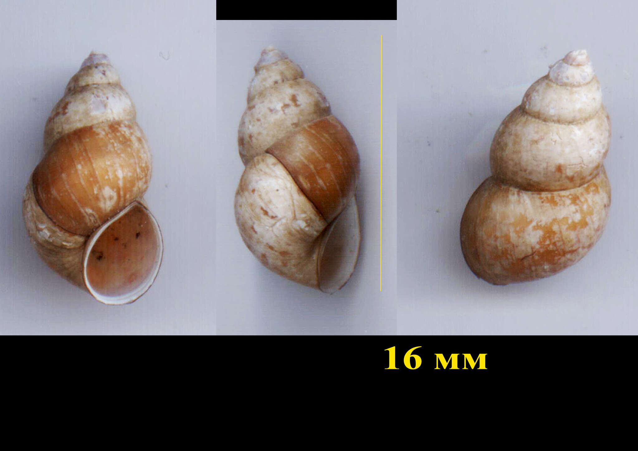 Imagem de Bithynia tentaculata (Linnaeus 1758)