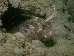 Image of Feather Blenny