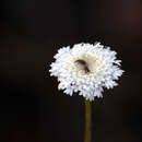 Image of Trachymene grandis (Turcz.) B. L. Rye