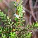 Plancia ëd Leucopogon cuspidatus R. Br.