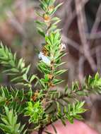 Sivun Leucopogon cuspidatus R. Br. kuva