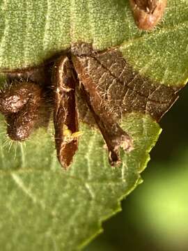 Image of Contarinia cucumata Gagne 2008