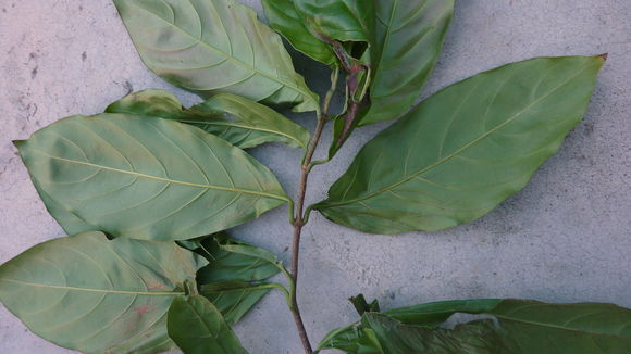 Image of <i>Malanea macrophylla</i>