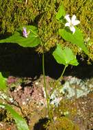 Imagem de Viola canadensis L.