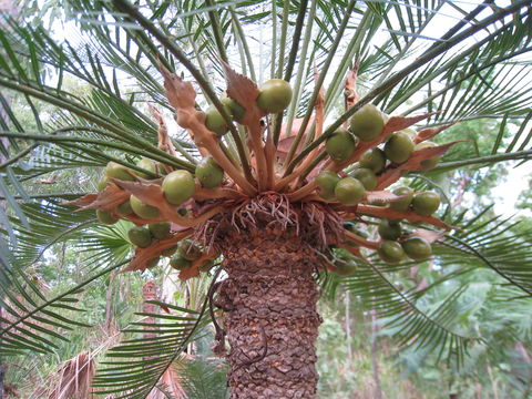 صورة <i>Cycas armstrongii</i> Miq.