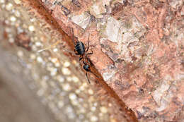 Image of European Red Wood Ant