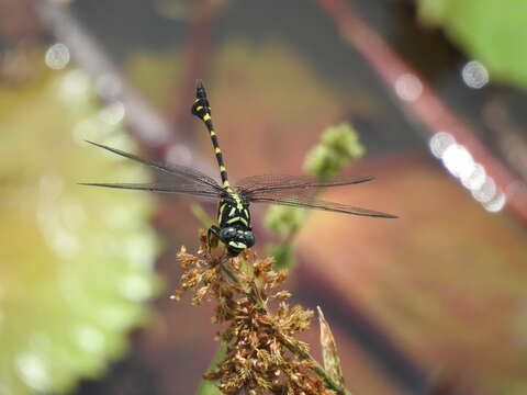 صورة Ictinogomphus decoratus (Selys 1854)