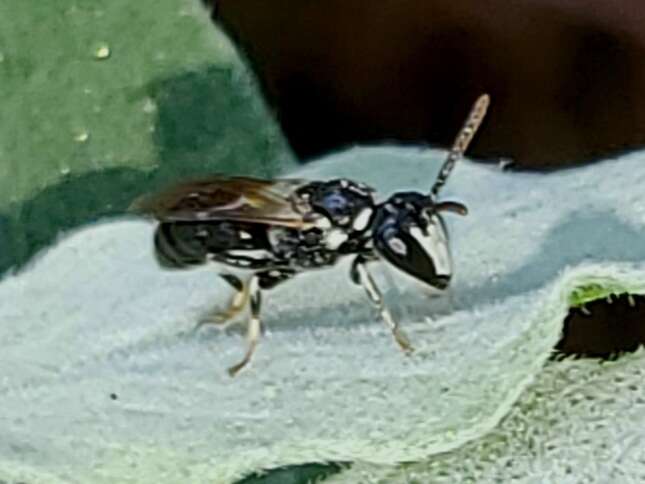 Sivun Hylaeus leptocephalus (Morawitz 1870) kuva