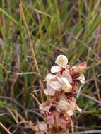 Image de Disa linderiana Bytebier & E. G. H. Oliv.