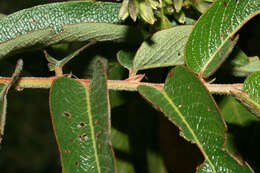 صورة Phyllanthus salviifolius Kunth