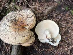 Image of Hygrophorus tennesseensis A. H. Sm. & Hesler 1939