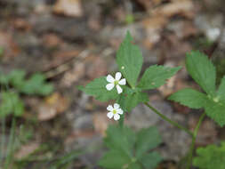 Ranunculus aconitifolius L. resmi