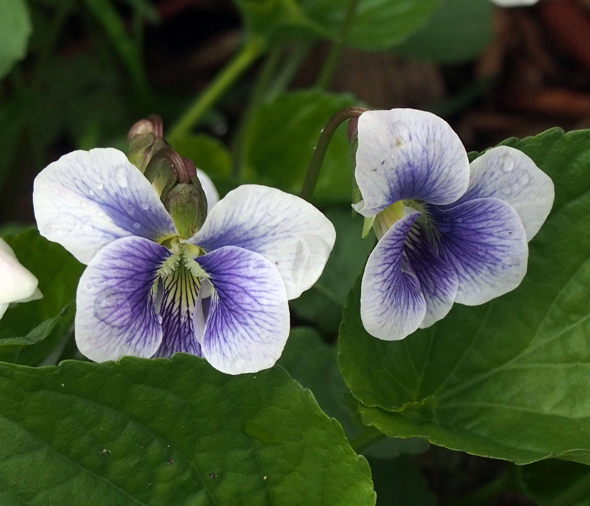 Image of Viola sororia f. priceana (Pollard) Cooperr.