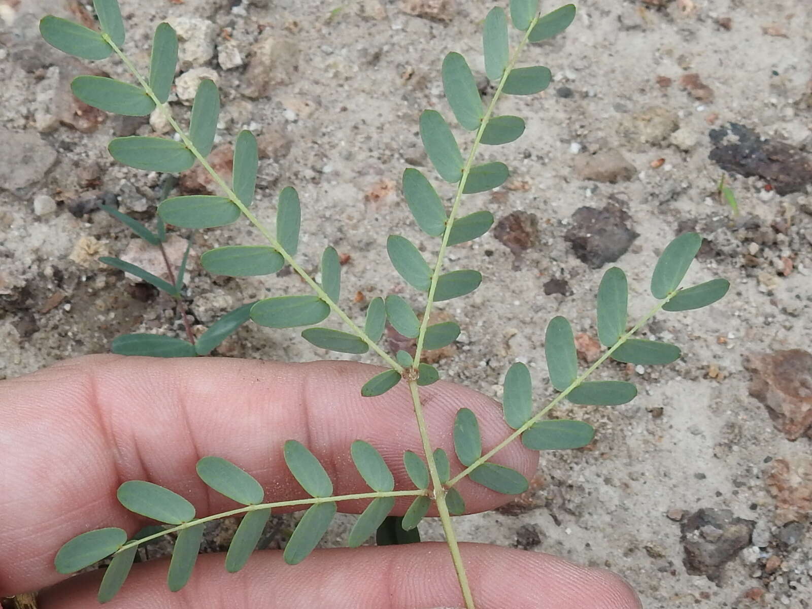 Image of dwarf stickpea